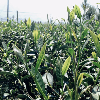 May Tea Tasting and Events Schedule