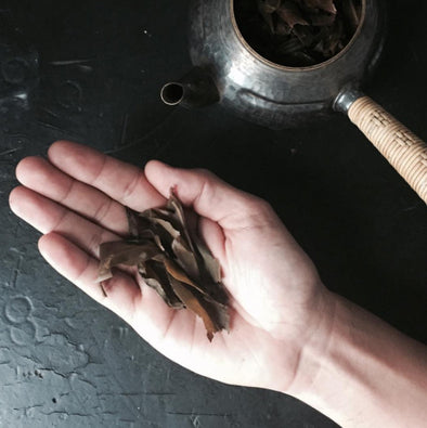 March Tea Tasting and Events Schedule