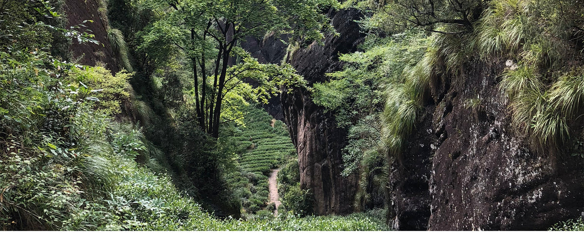 Wuyi Yancha
