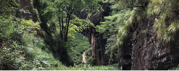 Wuyi Yancha