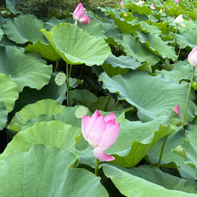 Saturday Morning Tea: Mid Summer Special